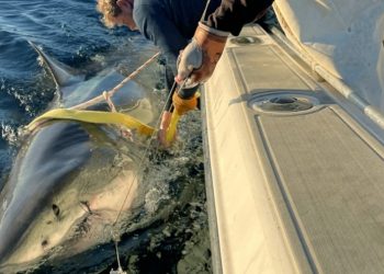 Ο μεγαλύτερος λευκός καρχαρίας που έχει καταγραφεί πλησιάζει τουριστική ακτή στη Φλόριντα