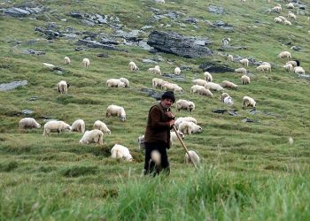Πρόεδρος Θεσσαλών κτηνοτρόφων: Αρνητικό ισοζύγιο στο αρνί για πρώτη φορά