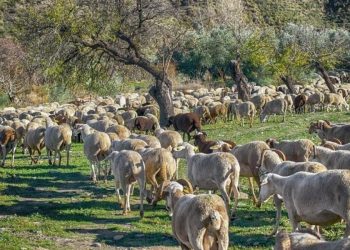 Κρίσιμο δίμηνο έως το Πάσχα με μηδενική χαλάρωση στα μέτρα για την ευλογιά – Η εικόνα σε Τρίκαλα και υπόλοιπη Θεσσαλία