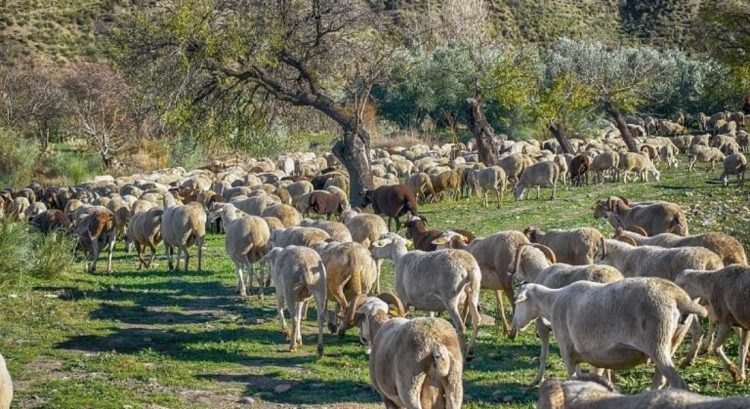 Κρίσιμο δίμηνο έως το Πάσχα με μηδενική χαλάρωση στα μέτρα για την ευλογιά – Η εικόνα σε Τρίκαλα και υπόλοιπη Θεσσαλία