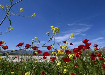 Θεσσαλία: Ανοιξιάτικος καιρός χωρίς βροχές και παγετούς το Μάρτη, ιδανικός για τους αγρότες (video)