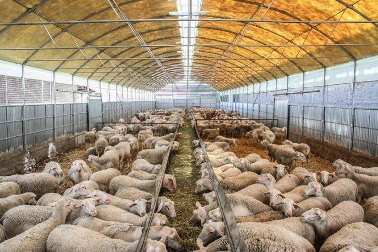 Εργασιακή εμπειρία σε κτηνοτροφικές μονάδες της Θεσσαλίας – 748 ευρώ τον μήνα για 250 ανέργους