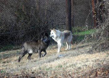 Γόμφοι: Ζευγάρι λύκων “βόλταρε” στα όρια με το Μουζάκι (βίντεο)