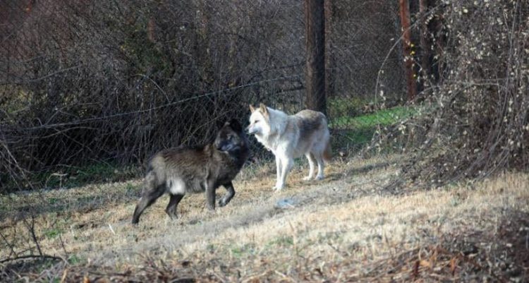 Γόμφοι: Ζευγάρι λύκων “βόλταρε” στα όρια με το Μουζάκι (βίντεο)