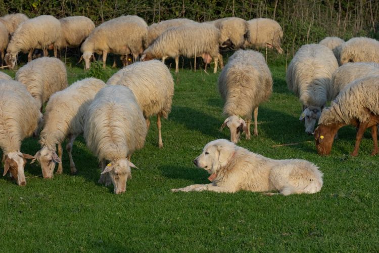 Αγόρασε 10 αρνιά και του… πέρασαν χειροπέδες!