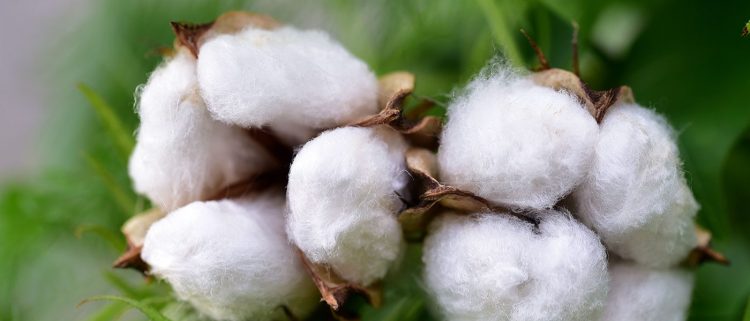 Σε κρίσιμη καμπή το ελληνικό βαμβάκι, όλοι βάζουν πλάτη για στήριξη της καλλιέργειας