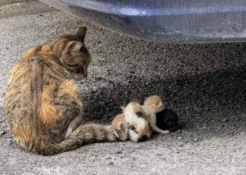 Κτηνωδία στον Βόλο: Έδεσαν νεογέννητα γατάκια στην ουρά της μητέρας τους