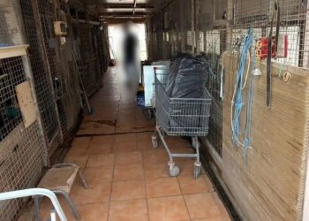 Κατσίκια, κότες και μποστάνι σε παράνομο μαντρί στον16ο όροφο κτηρίου στην Κηφισιίας