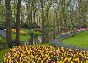 Βόλτα στο Keukenhof, το πιο διάσημο πάρκο με τουλίπες στον κόσμο
