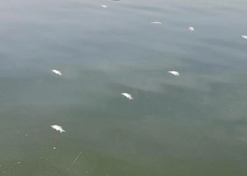 Συναγερμός για νεκρά ψάρια στη λίμνη Παμβώτιδα
