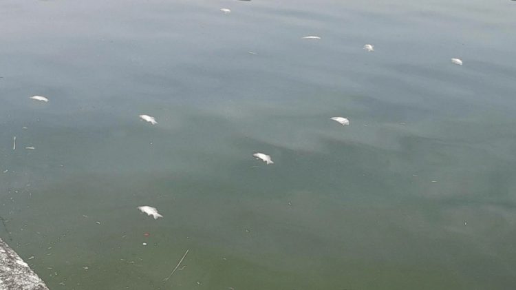Συναγερμός για νεκρά ψάρια στη λίμνη Παμβώτιδα