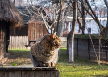 Αποζημίωση 100 ευρώ στον γείτονά της πλήρωσε μία Γαλλίδα λόγω… του γάτου της