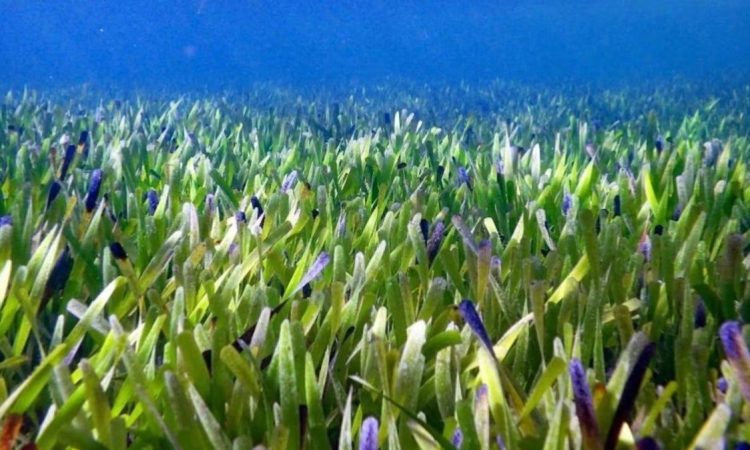 Το γηραιότερο ον βρίσκεται στην Ισπανία και έχει αλλάξει ελάχιστα τα τελευταία εκατομμύρια χρόνια