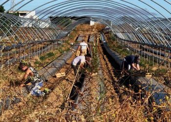 Τέλος το εργόσημο για τους εργάτες γης – Τι αλλάζει