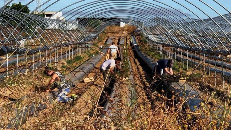 Τέλος το εργόσημο για τους εργάτες γης – Τι αλλάζει