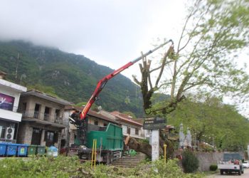Στοχευμένες παρεμβάσεις για την προστασία των πλατάνων και του φυσικού περιβάλλοντος