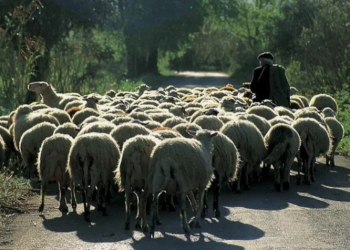 Στην Θεσσαλία τρεις νέες συλλήψεις κτηνοτρόφων για παράνομη βόσκηση, αναζητούν έναν ακόμη