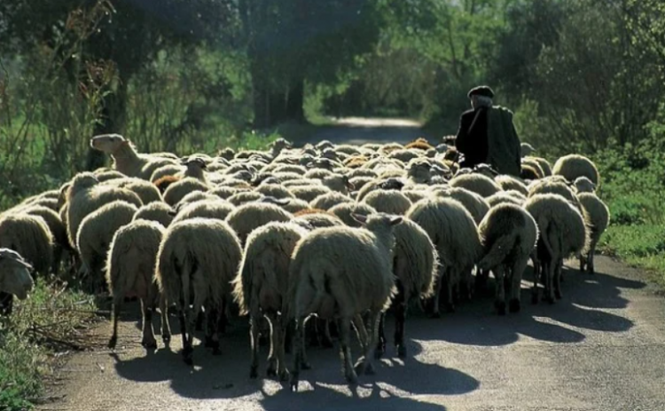Στην Θεσσαλία τρεις νέες συλλήψεις κτηνοτρόφων για παράνομη βόσκηση, αναζητούν έναν ακόμη