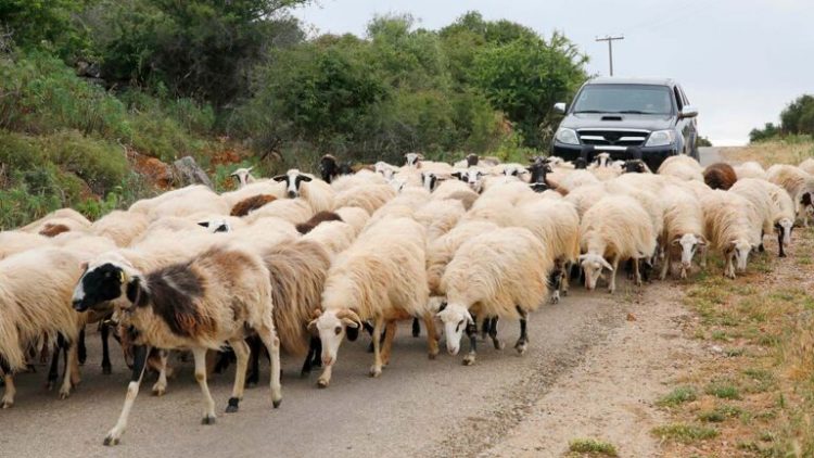 Έβγαλε τα 200 πρόβατά του διακόσια μέτρα απ’ το μαντρί του και του “πέρασαν” χειροπέδες!