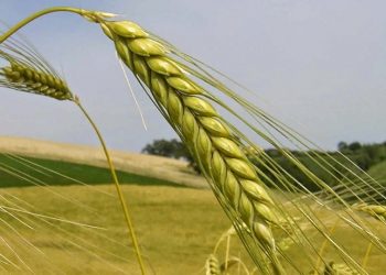 Θεσσαλία: Ικανοποιητικά εξελίσσεται η καλλιέργεια των σιτηρών λόγω των ευεργετικών ανοιξιάτικων βροχών