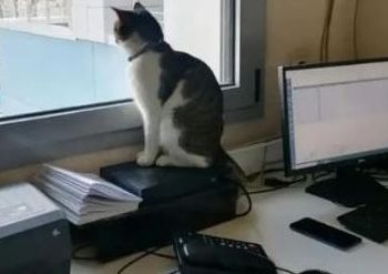 «Μπάμπης ο Μπερμπάντης»: Ο γάτος που ζει στο βιοχημικό εργαστήριο του Νοσοκομείου Βόλου προκάλεσε ΕΔΕ με την παρουσία του (ΦΩΤΟ)