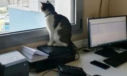 «Μπάμπης ο Μπερμπάντης»: Ο γάτος που ζει στο βιοχημικό εργαστήριο του Νοσοκομείου Βόλου προκάλεσε ΕΔΕ με την παρουσία του (ΦΩΤΟ)