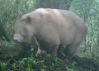 Εμφανίστηκε ξανά το μοναδικό γιγάντιο λευκό πάντα στα δάση της Κίνας – Δείτε εικόνες