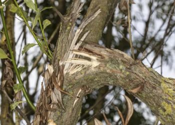 Λαχτάρα για γυναίκα – Κλαδί δέντρου «προσγειώθηκε» πάνω της και την τραυμάτισε