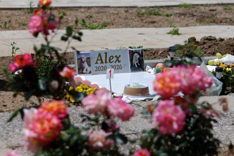 Το μοναδικό κοιμητήριο ζώων στη Θεσσαλία είναι στη Λάρισα – Ιστορίες που λυγίζουν ακόμα και τους πιο σκληρούς