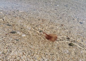 Χιλιάδες τσούχτρες εισβάλλουν στον Παγασητικό [βίντεο]