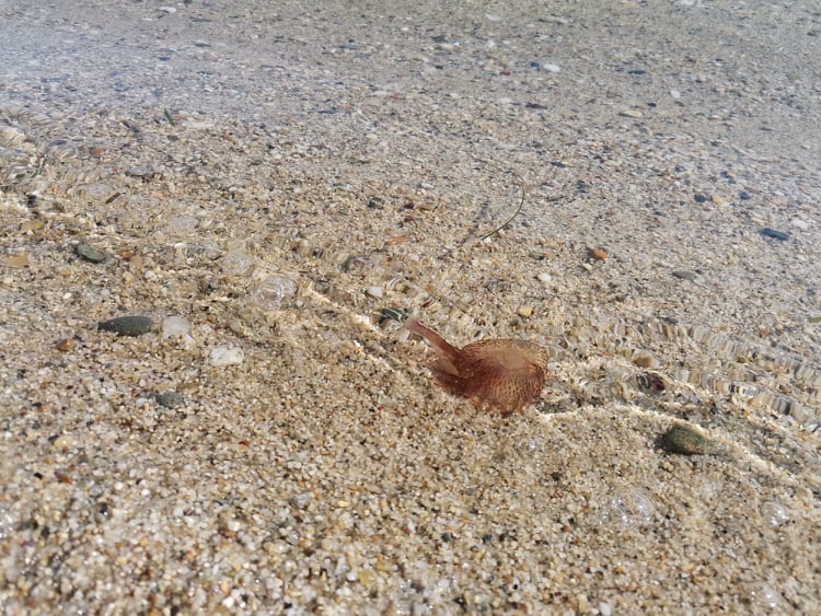 Χιλιάδες τσούχτρες εισβάλλουν στον Παγασητικό [βίντεο]