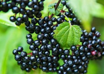 Τι μπορούν και τι δεν μπορούν να κάνουν τα elderberries για την υγεία σας