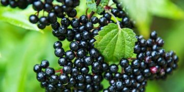 Τι μπορούν και τι δεν μπορούν να κάνουν τα elderberries για την υγεία σας