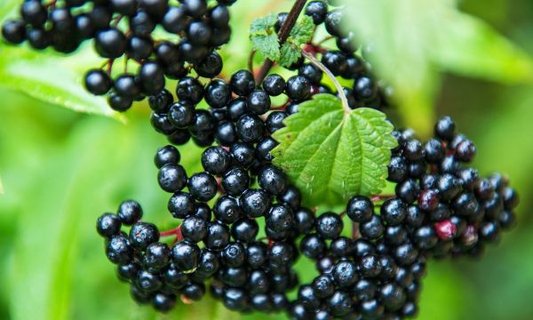 Τι μπορούν και τι δεν μπορούν να κάνουν τα elderberries για την υγεία σας