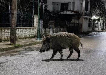 Αναστάτωση στην Οιχαλία: Μεγάλο αγριογούρουνο έκανε βόλτες μέσα στο χωριό (ΒΙΝΤΕΟ)