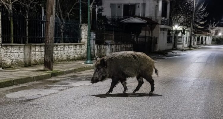 Αναστάτωση στην Οιχαλία: Μεγάλο αγριογούρουνο έκανε βόλτες μέσα στο χωριό (ΒΙΝΤΕΟ)