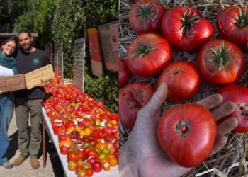 Αγρότης στην Ισπανία καλλιέργησε ντομάτες του 1916: Πώς κατάφερε να βρει τον σπόρο τους