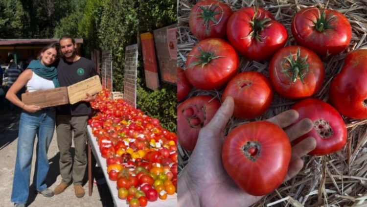 Αγρότης στην Ισπανία καλλιέργησε ντομάτες του 1916: Πώς κατάφερε να βρει τον σπόρο τους