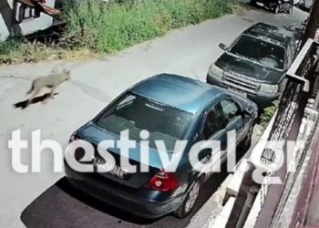 Θεσσαλονίκη: Λύκος εμφανίστηκε στα Μετέωρα – Καταγράφηκε από κάμερα ασφαλείας