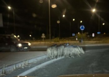 Αγριογούρουνα εμφανίζονται μέχρι και στην Ε.Ο. Τρικάλων – Λάρισας | Έντονη ανησυχία στο Ζάρκο