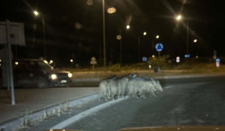 Αγριογούρουνα εμφανίζονται μέχρι και στην Ε.Ο. Τρικάλων – Λάρισας | Έντονη ανησυχία στο Ζάρκο