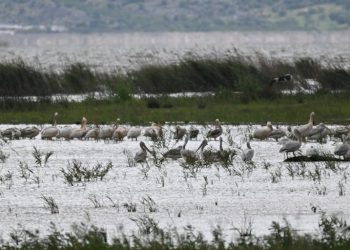 Πρώτο BioBlitz στη Λίμνη Κάρλα: «Οι πολίτες παράγουν επιστημονικά αποτελέσματα»
