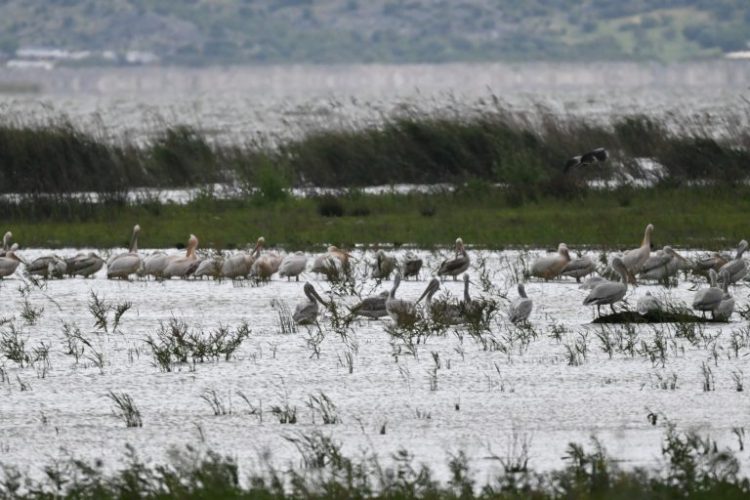 Πρώτο BioBlitz στη Λίμνη Κάρλα: «Οι πολίτες παράγουν επιστημονικά αποτελέσματα»