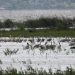 Πρώτο BioBlitz στη Λίμνη Κάρλα: «Οι πολίτες παράγουν επιστημονικά αποτελέσματα»