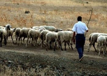 Κι άλλος βοσκός με “βραχιολάκια” λόγω… ευλογιάς