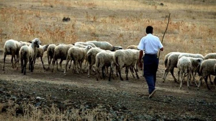Κι άλλος βοσκός με “βραχιολάκια” λόγω… ευλογιάς
