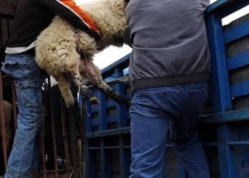 Έδρασε στην Πάτρα, πιάστηκε στην Θεσσαλία για ζωοκλοπή