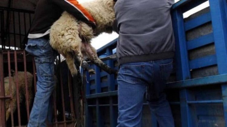 Έδρασε στην Πάτρα, πιάστηκε στην Θεσσαλία για ζωοκλοπή