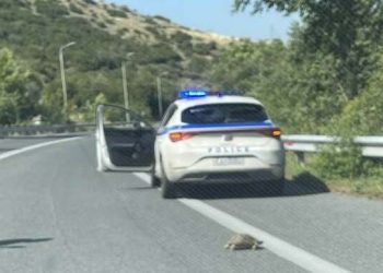 Αστυνομικός έσωσε μία χελώνα στην εθνική οδό (φωτ.)