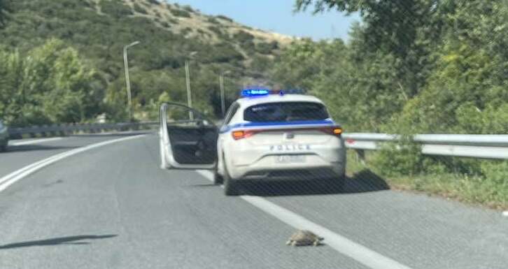 Αστυνομικός έσωσε μία χελώνα στην εθνική οδό (φωτ.)